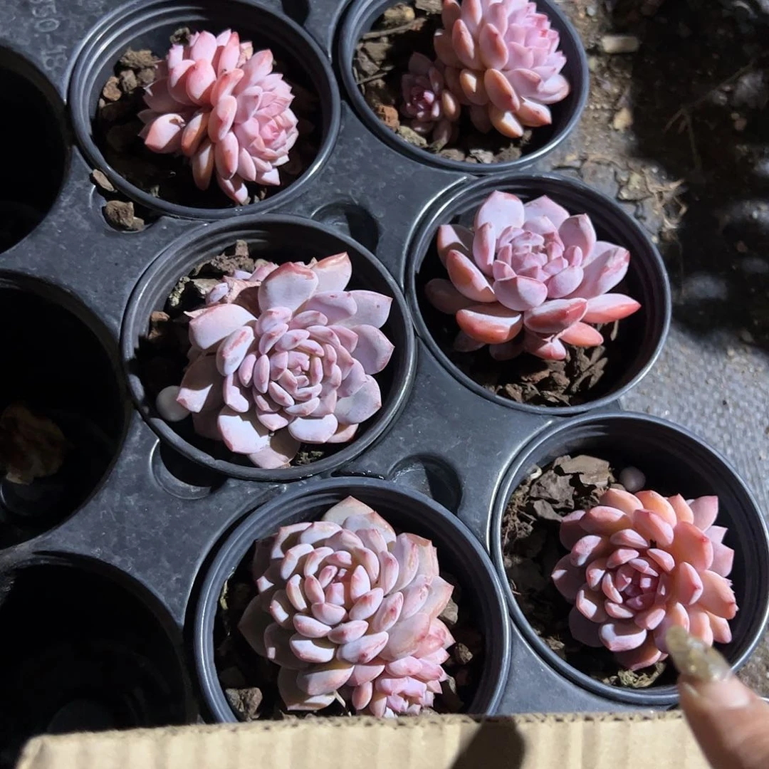 玉芙蓉多肉植物精品