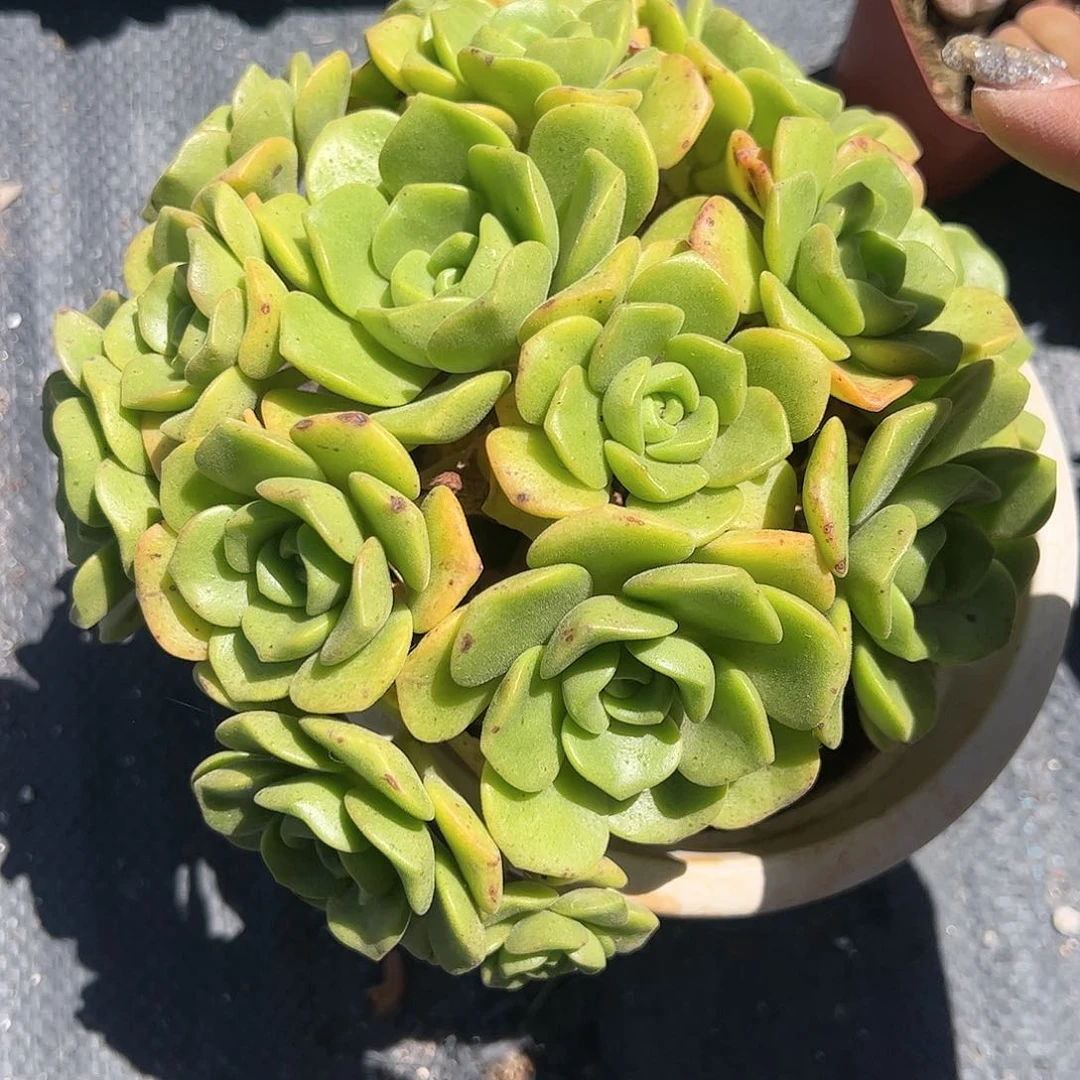 百合丽丽特大号多肉植物