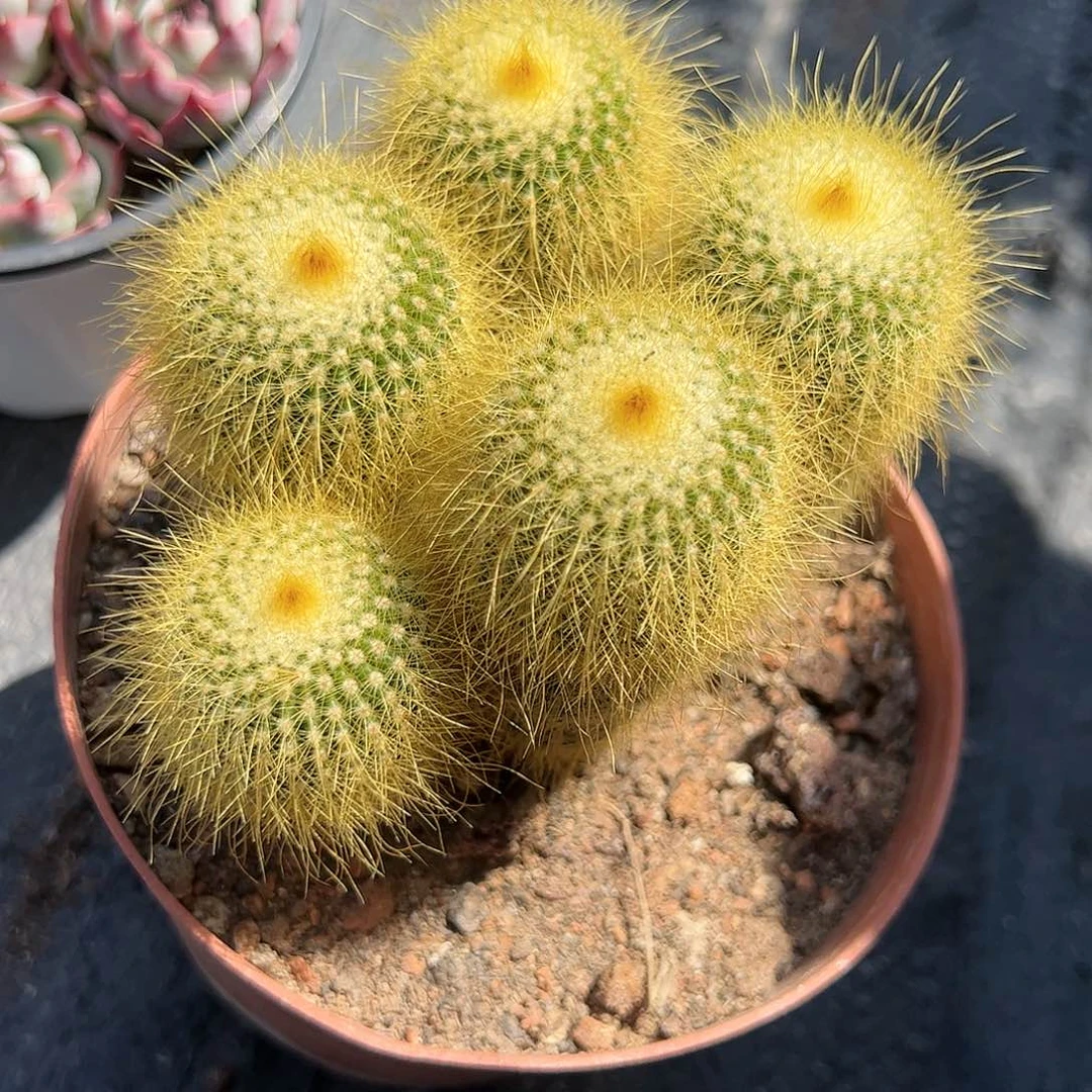 金丝猴多肉植物精品