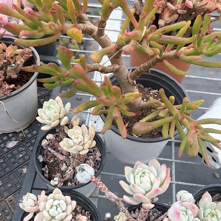 吸财树迎客松造型多肉