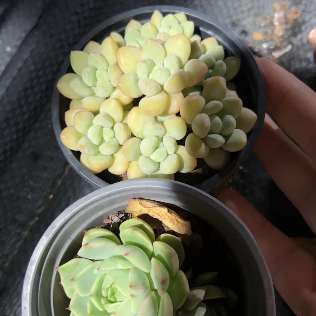 奶油泡泡糖苯巴蒂斯多头多肉