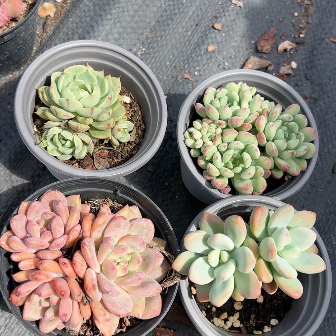 爱丽儿等四颗多肉植物