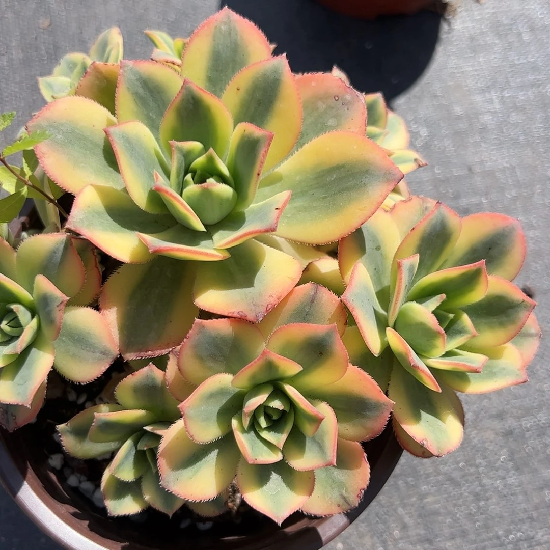 星爆多肉植物精品