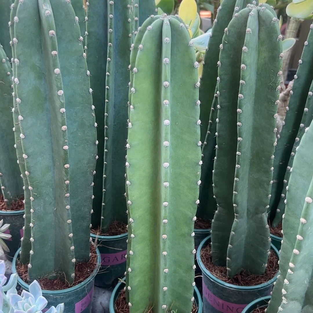 量天尺多肉植物精品