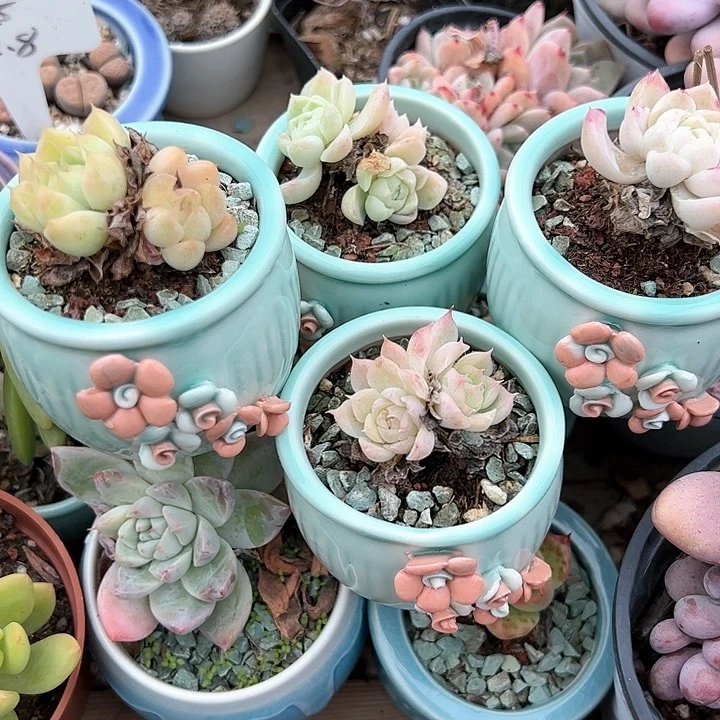 蓝色带小花多肉植物