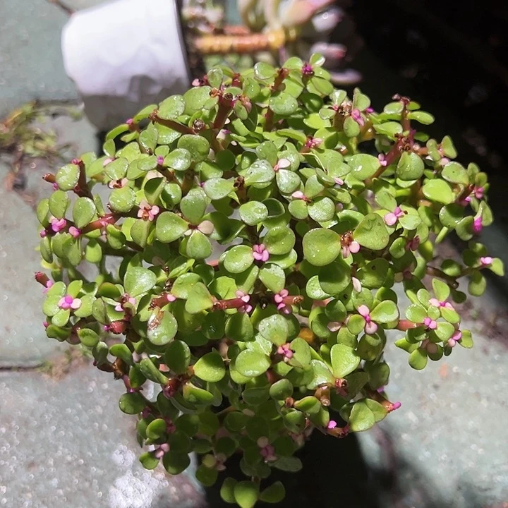 金枝玉叶棒棒糖多肉植物精品