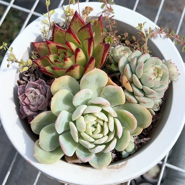 四颗拼多肉植物精品