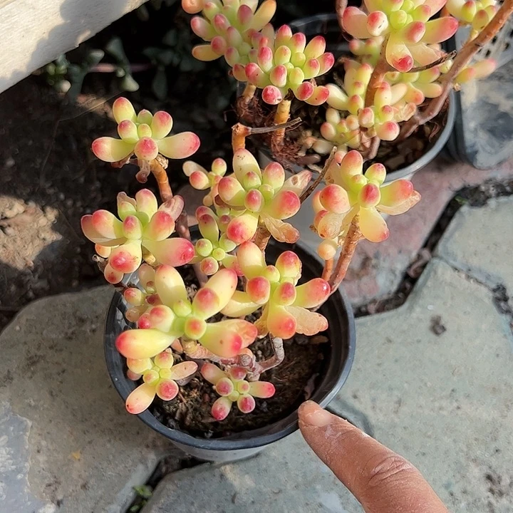 果冻乙女心老桩多肉植物