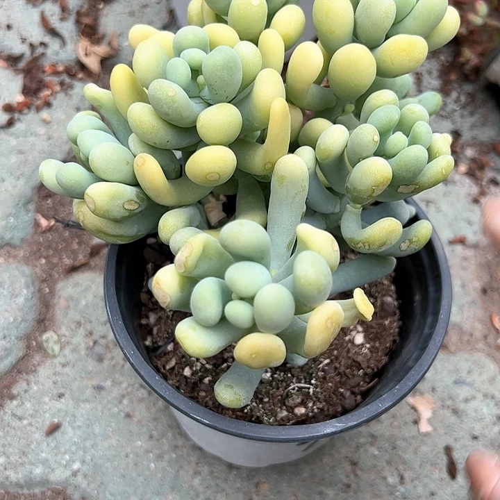 香蕉美人多肉植物