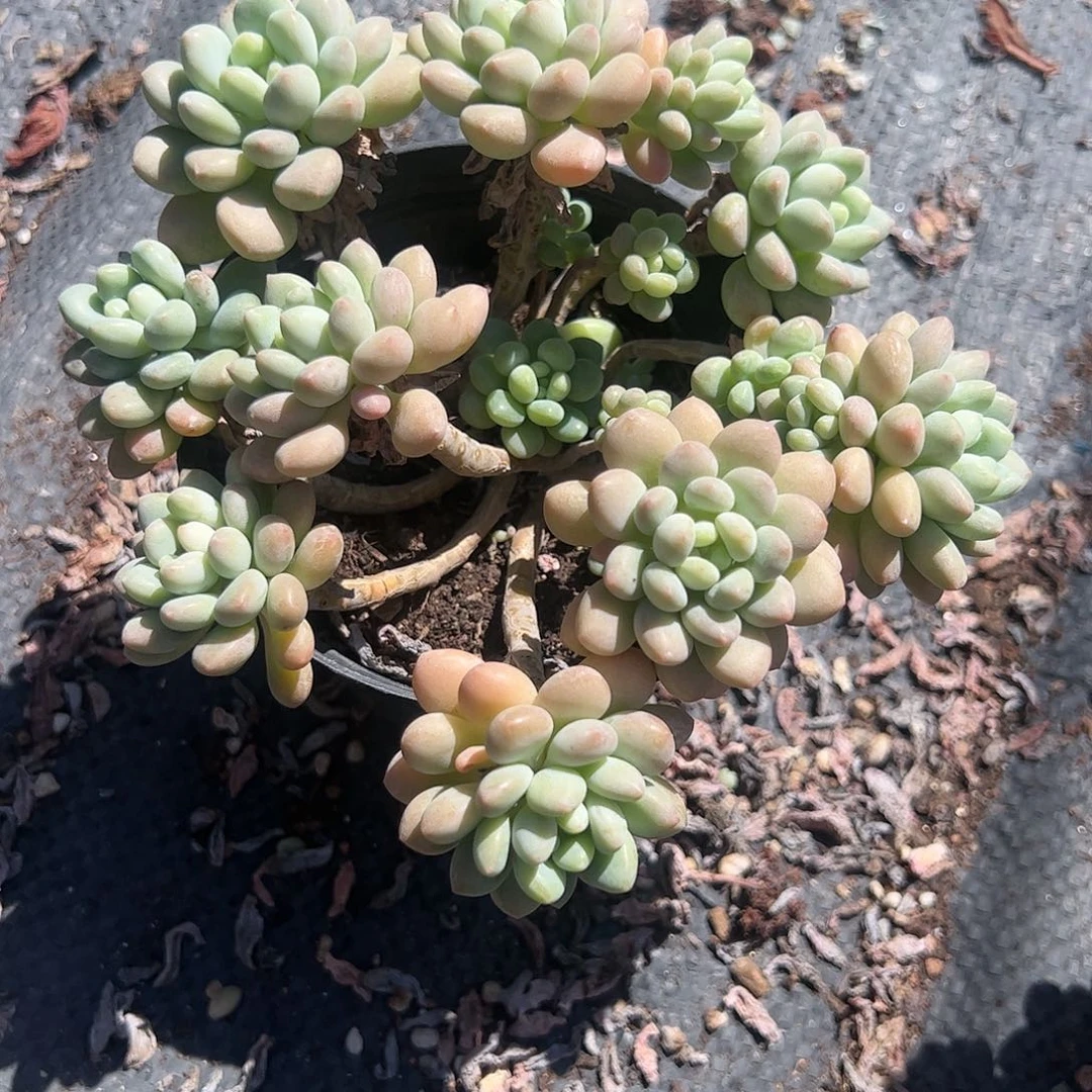 洛可可多肉植物精品