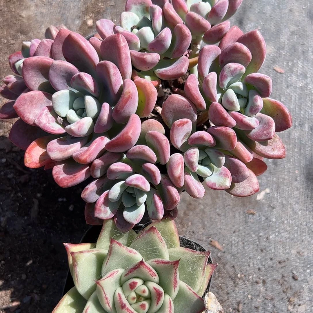 大号花斑鹿乌木多肉植物