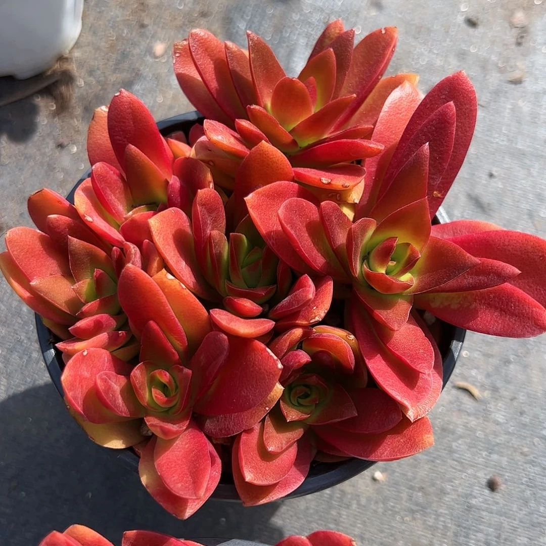 火炬群生多肉植物