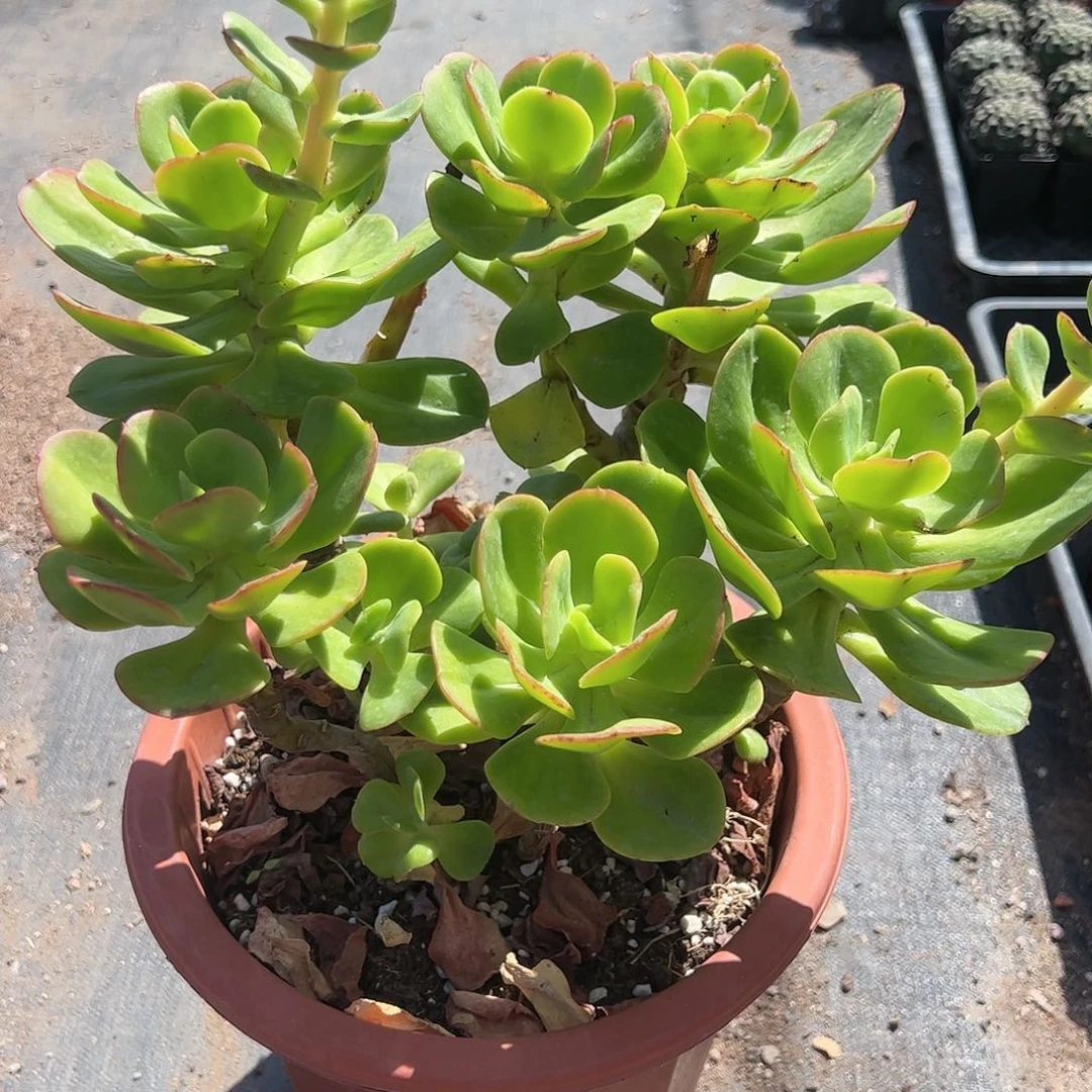 大号红梅多肉植物