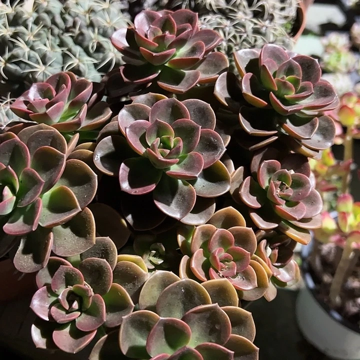 巧克力方砖多肉植物