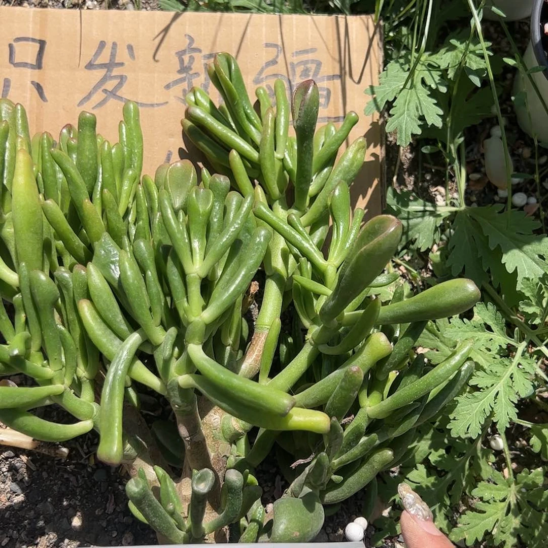 吸财树多肉植物精品