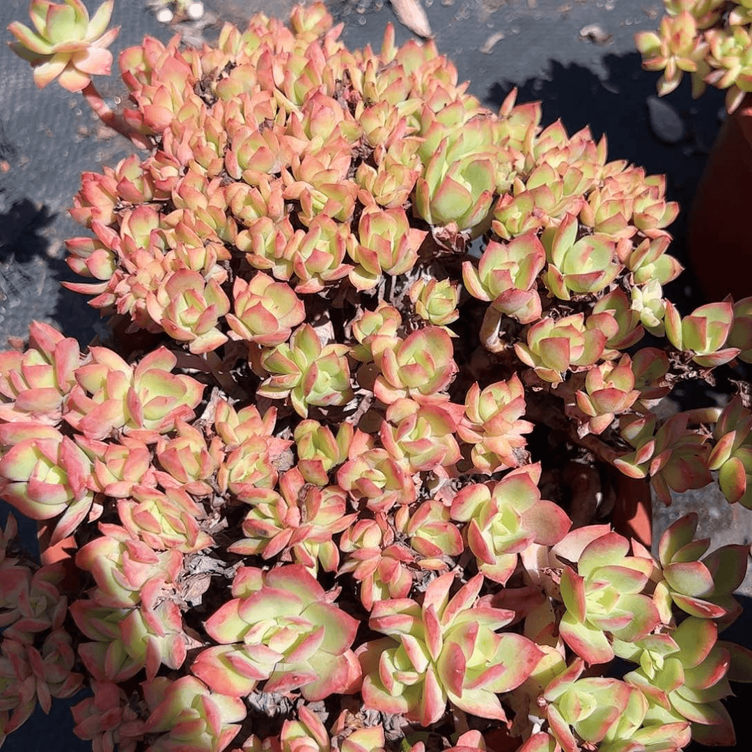 大号绮罗多肉植物精品