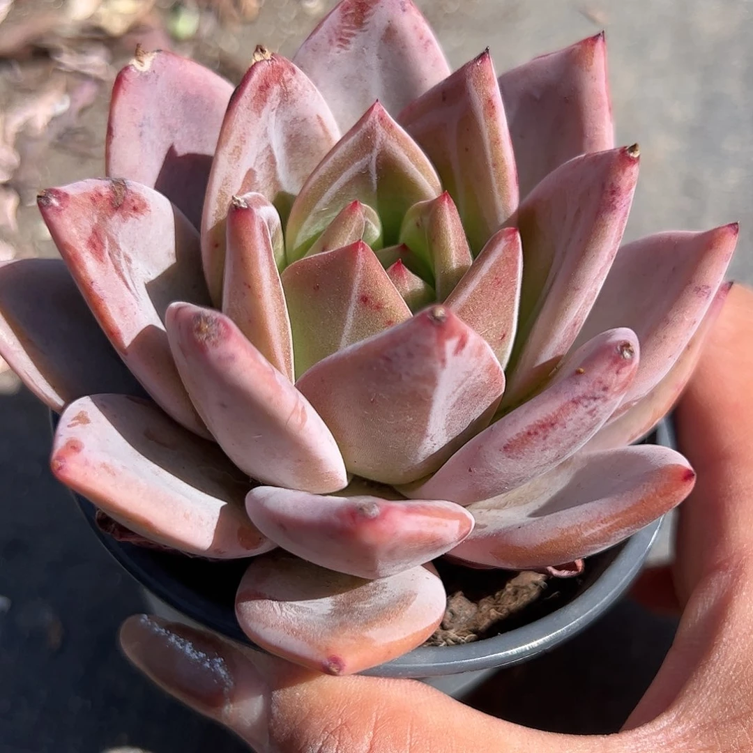 紫香槟多肉植物精品