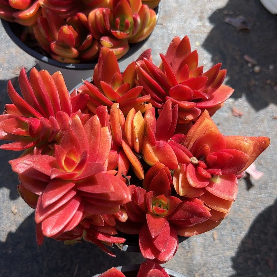 火祭多肉植物精品