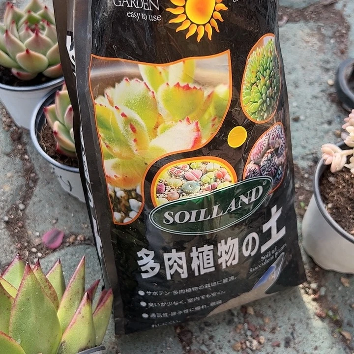 两包土多肉植物精品