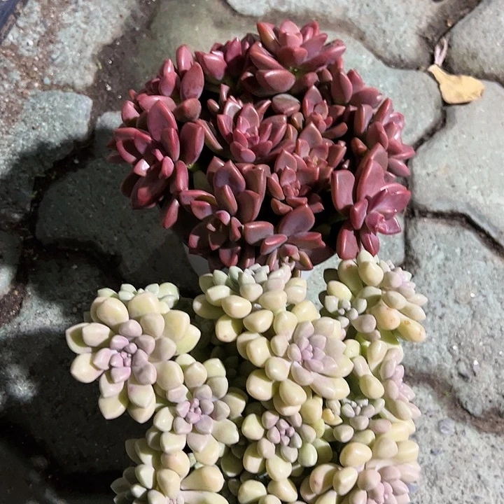 丸叶姬秋丽，姬胧月老桩