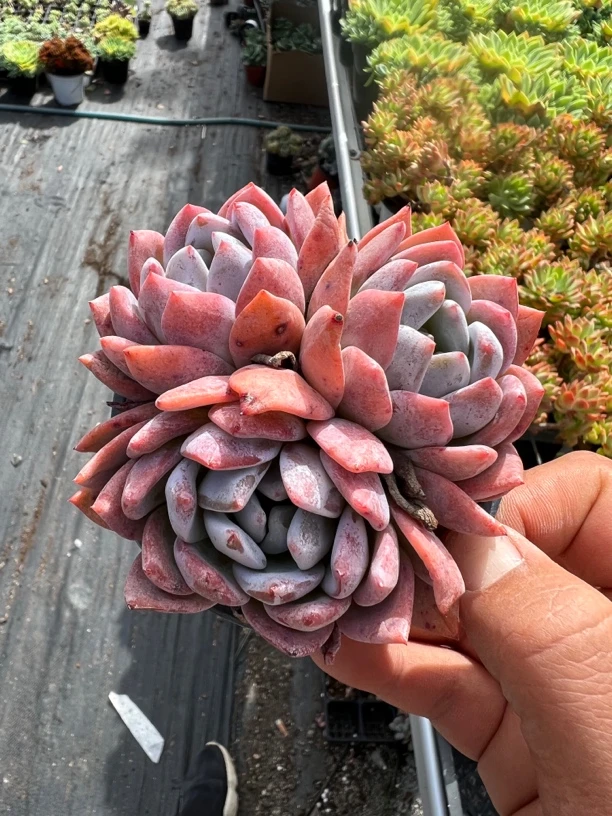 橙梦露三头群生多肉植物