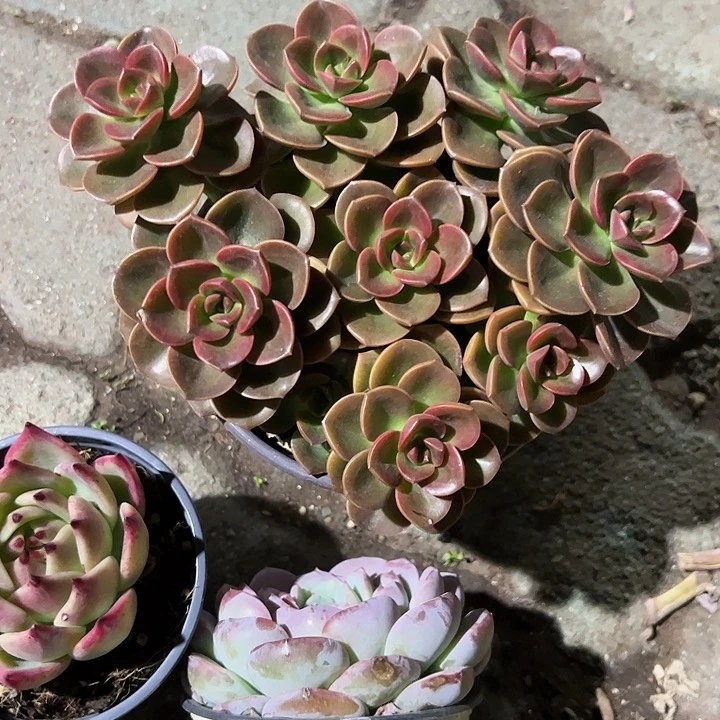 巧克力方砖多肉植物