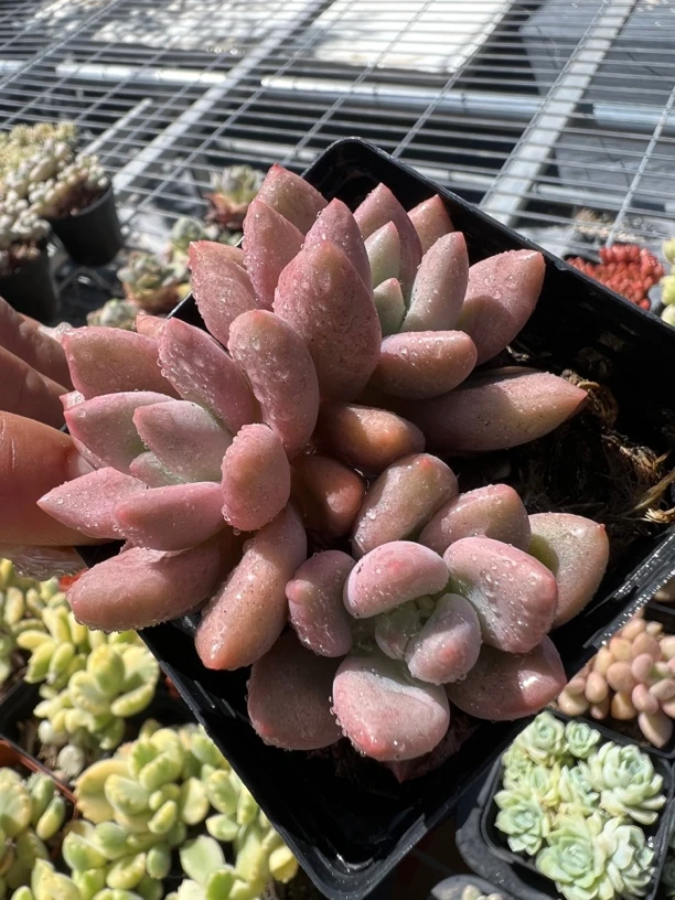 桃花源多肉植物，两头起发货 嘎嘎好看