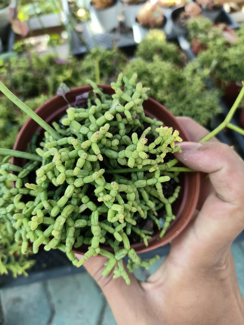 木偶人多肉小木偶整群