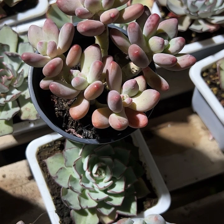 苹果奶酪多肉植物
