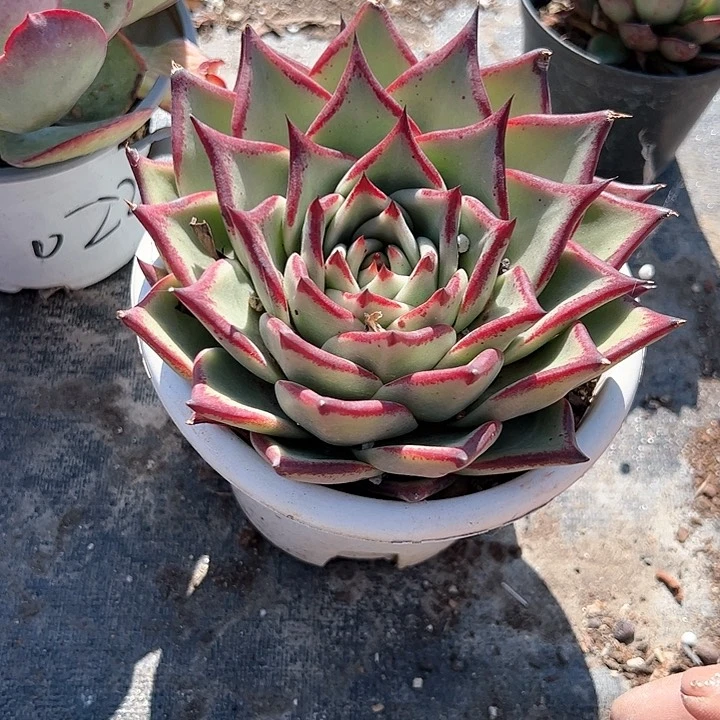 大号乌木多肉植物