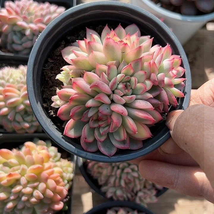 女雏锦多肉植物精品