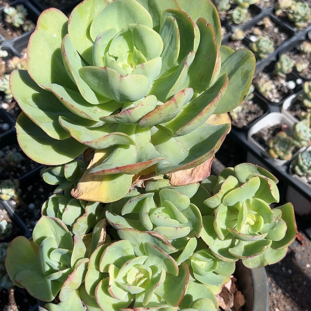 大号碧桃多肉植物
