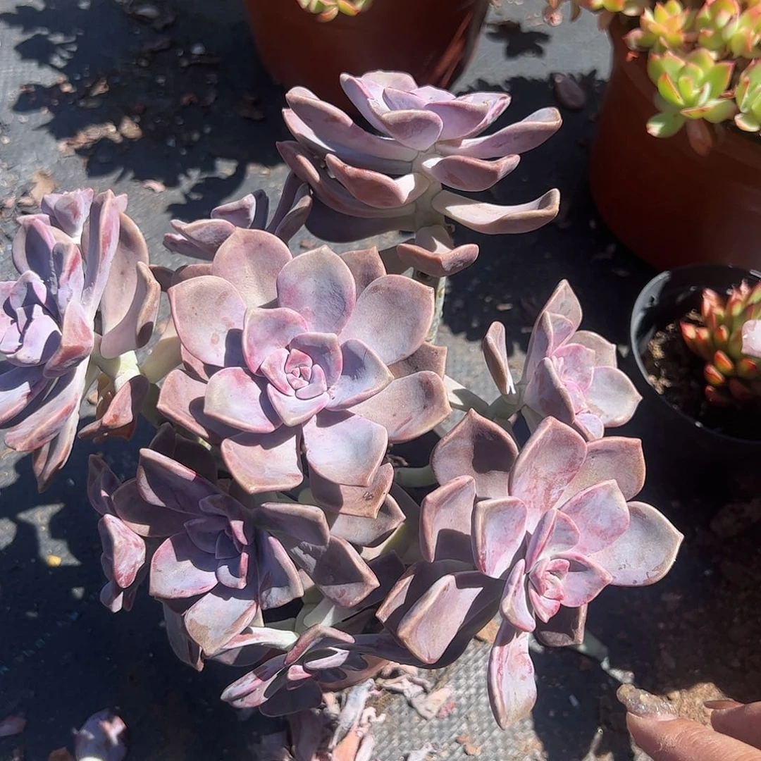 紫乐多肉植物精品