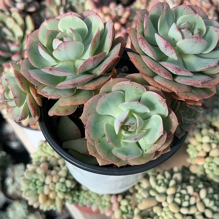 克罗地亚玫瑰整群多肉植物