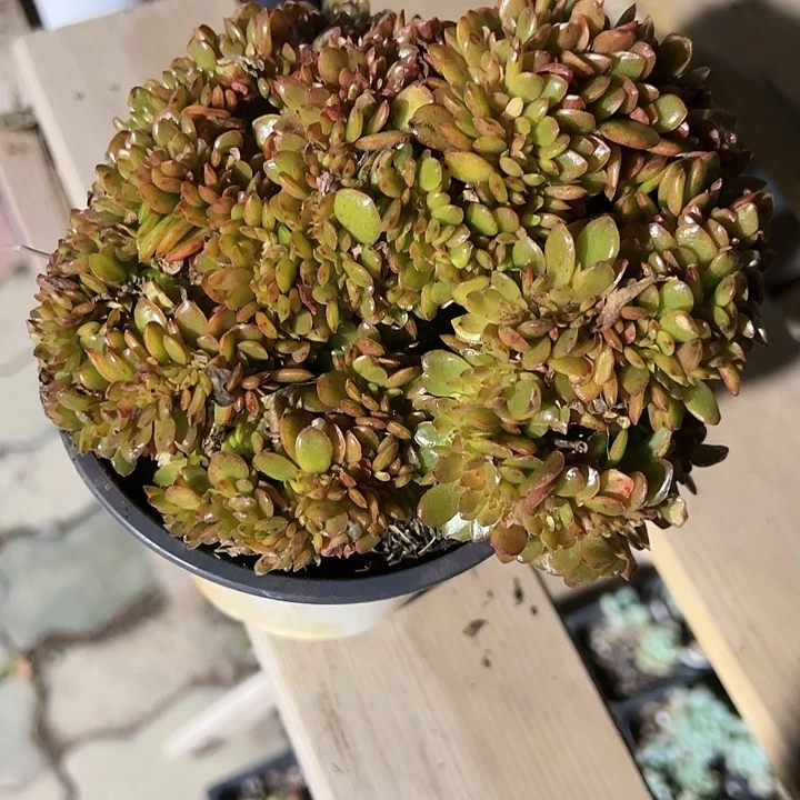 糖果缀化多肉植物