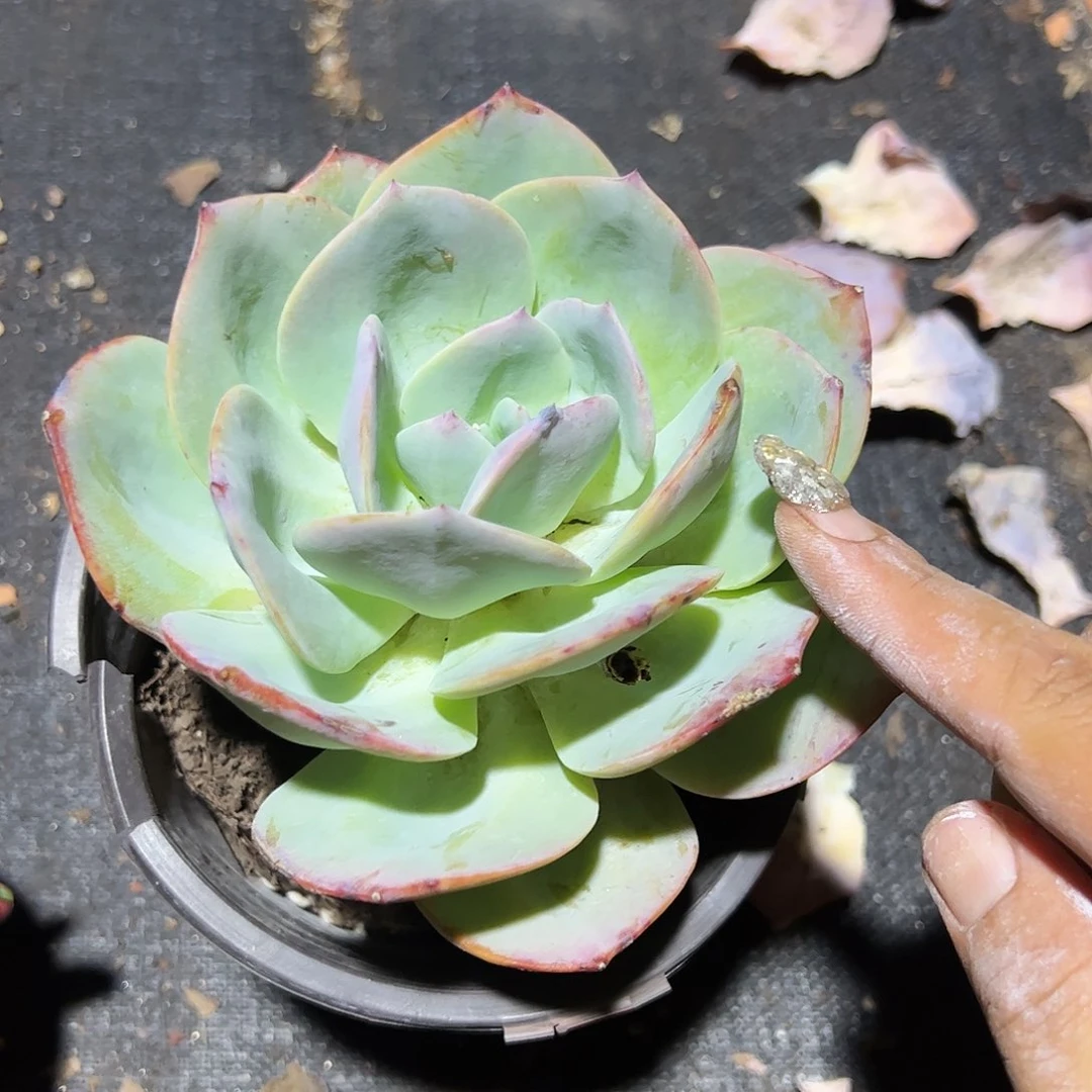 单头白凤多肉植物