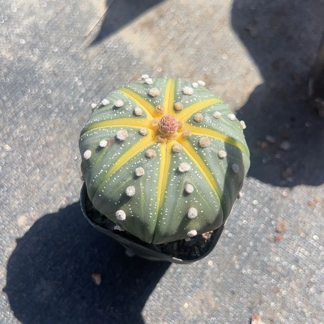 星兜多肉植物精品
