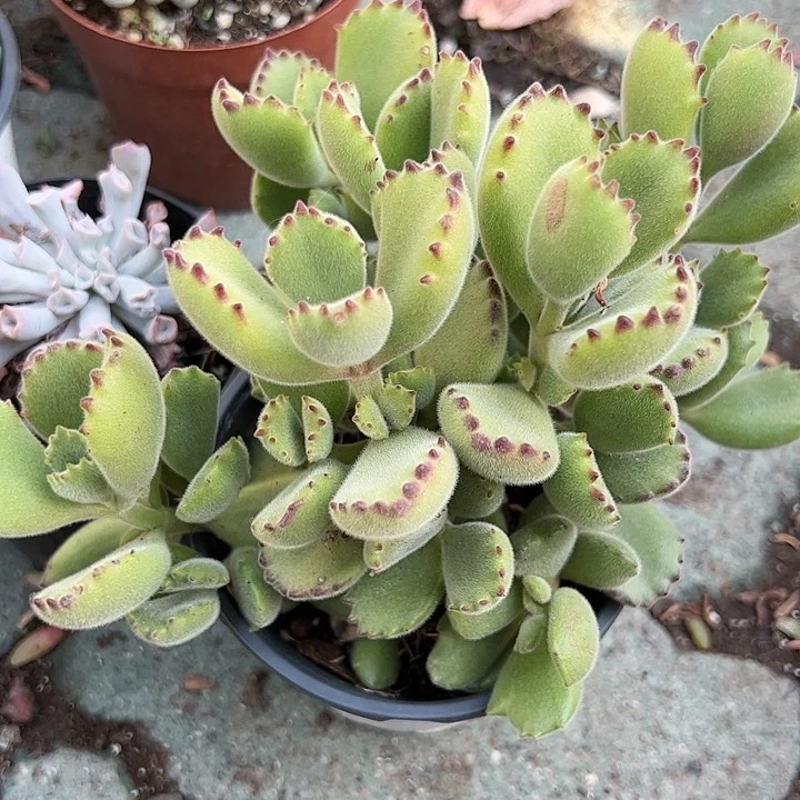 熊童子大号多肉植物