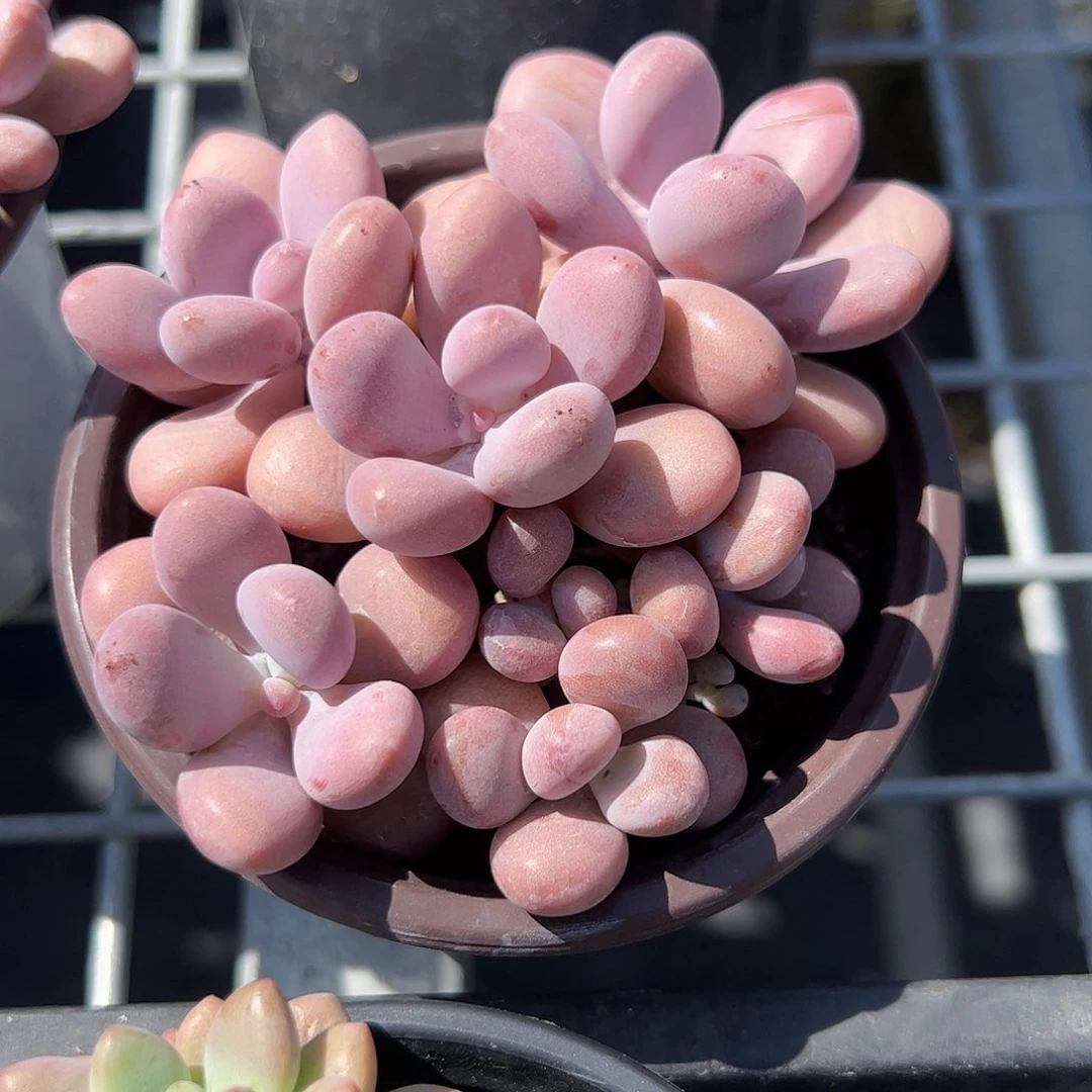 亚美桃蛋多肉植物