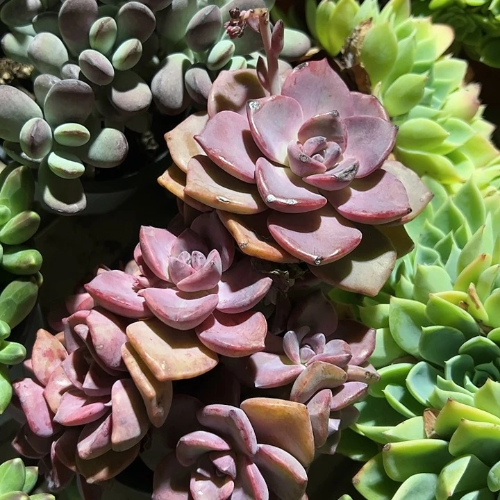 彩虹糖多肉植物精品