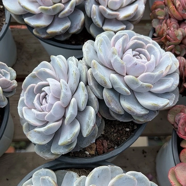 汉堡多肉植物精品