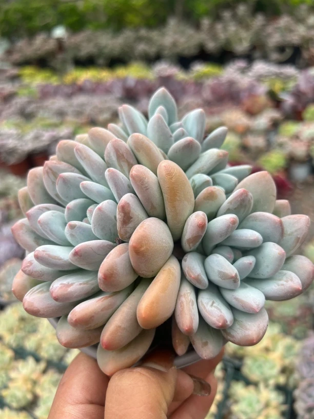 香水群生多肉植物 三头起发货