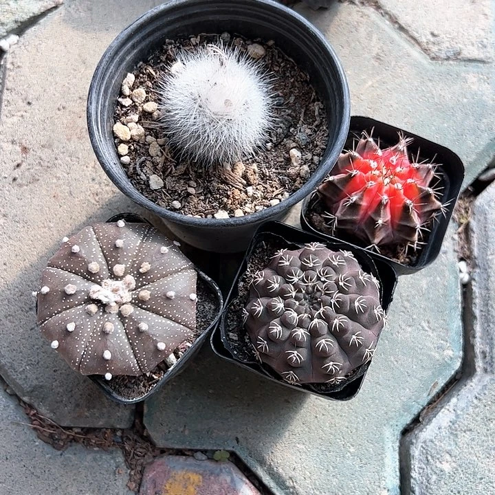 白小丁四颗球多肉植物