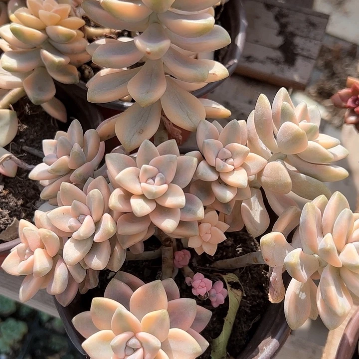 美杏锦多肉植物精品