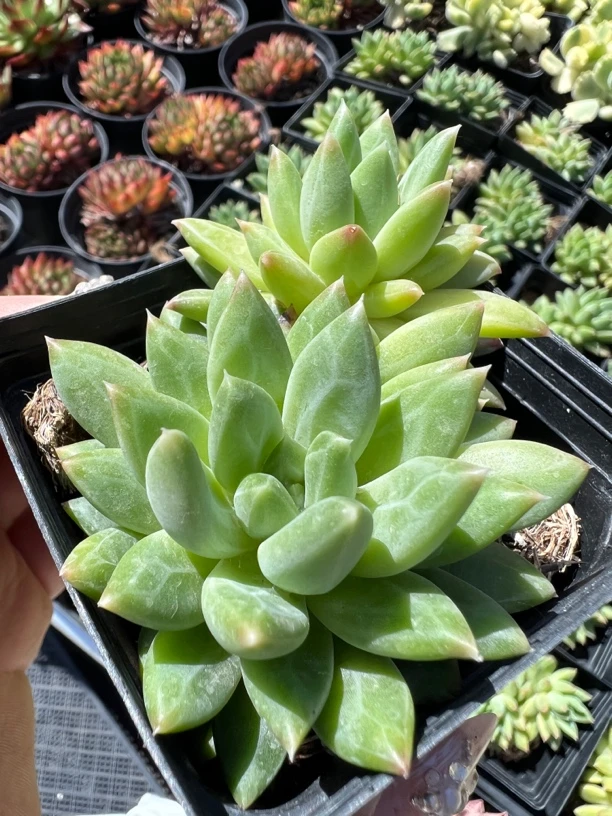 陨石多肉植物，贵货双头，七厘米盆