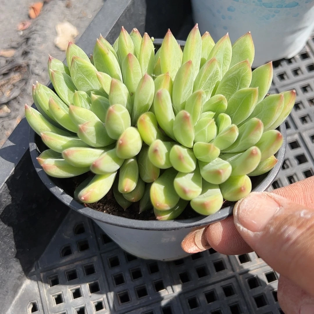 甲骨文多肉植物精品