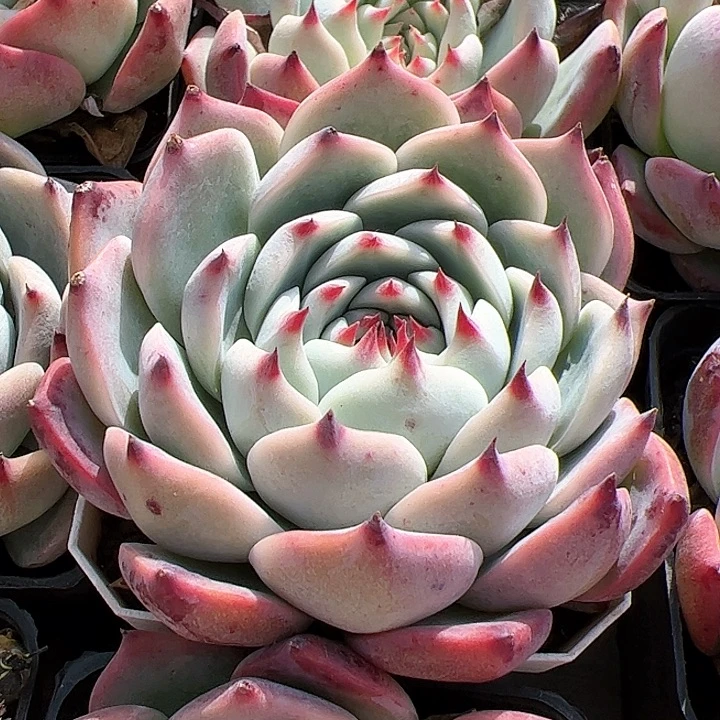 单头吉娃娃多肉植物精品