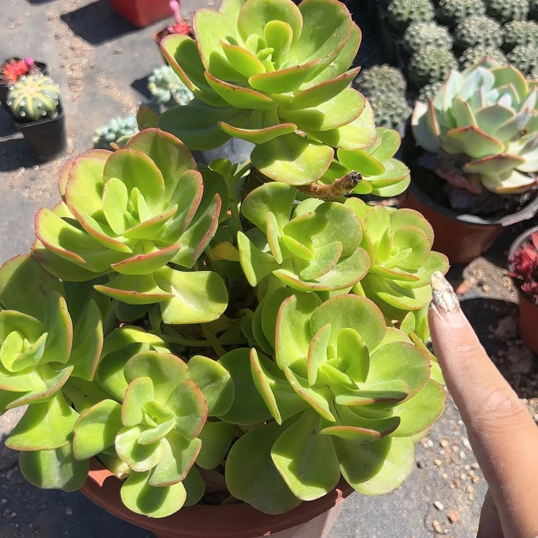 大号红梅多肉植物