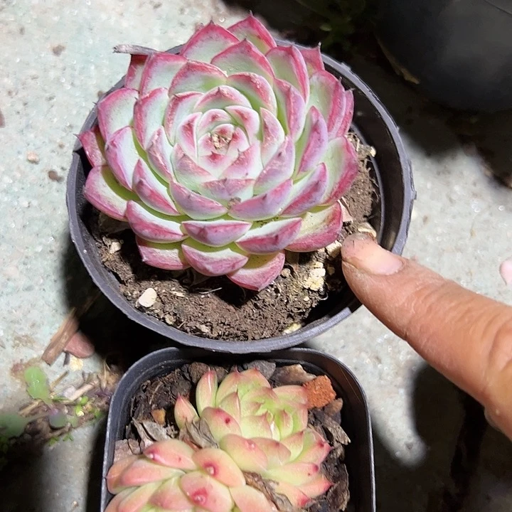 粉水晶麦秆多肉植物精品