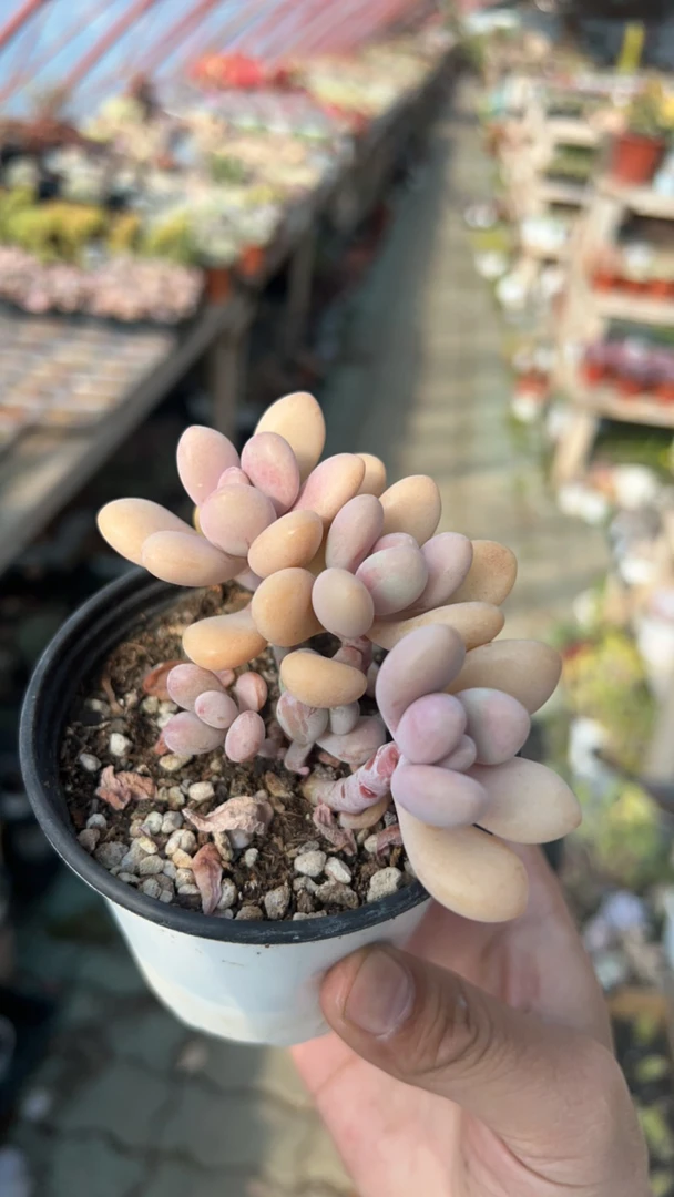 精品多肉法师个位数介意勿拍默认发
